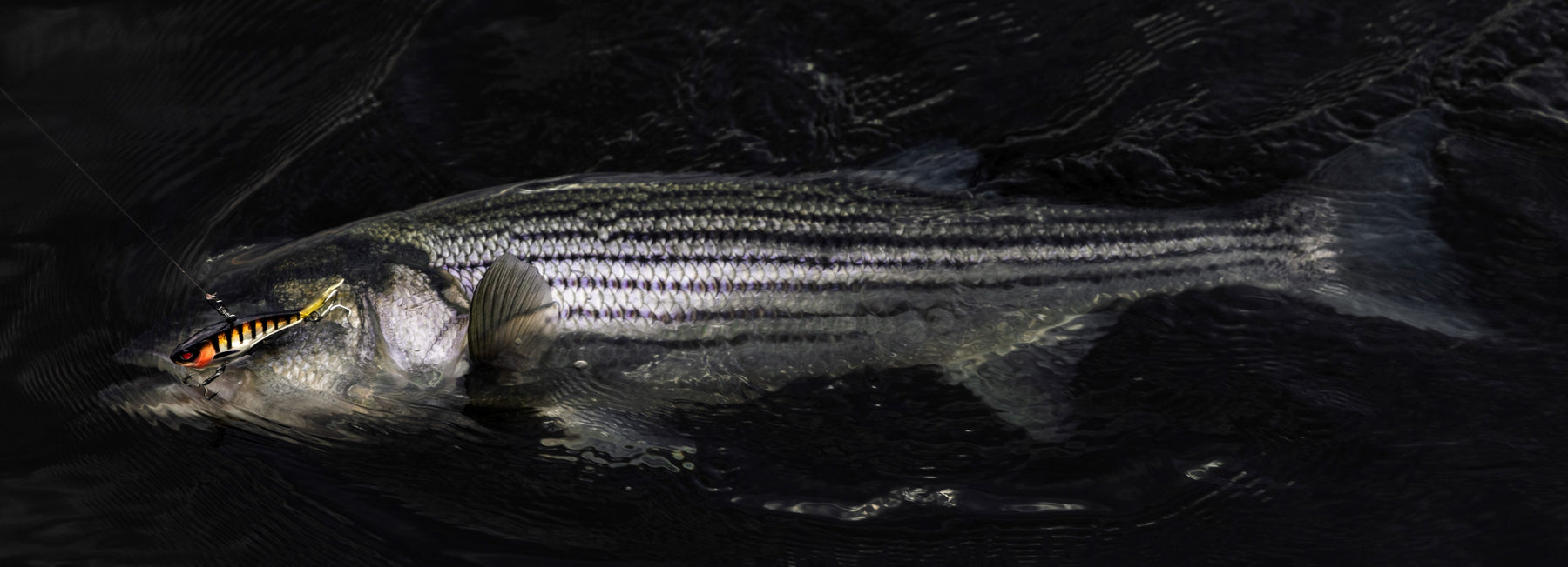 New lures for striped bass Fishing in canada – Target Baits Leurres